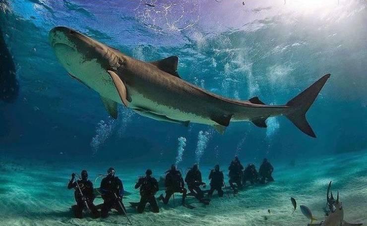 Scaronīs haizivs garums ir 9... Autors: Zibenzellis69 20 interesantas un smieklīgas fotogrāfijas, kas parādīs ko jaunu un jautru