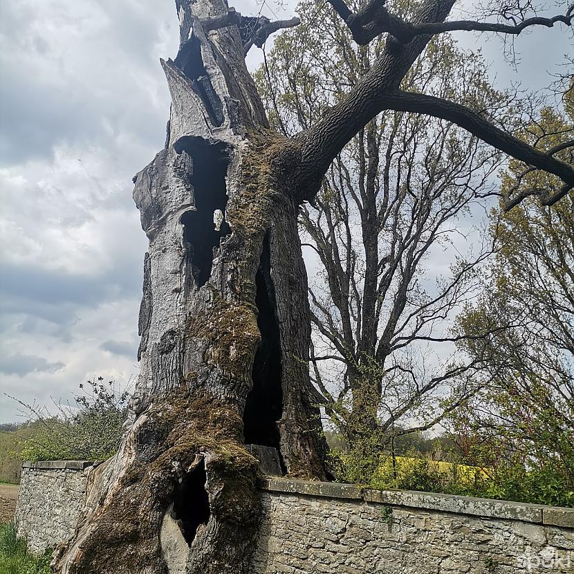 Tas lielais spēcīgais koks  Autors: ĶerCiet Pavasaris Detmoldā