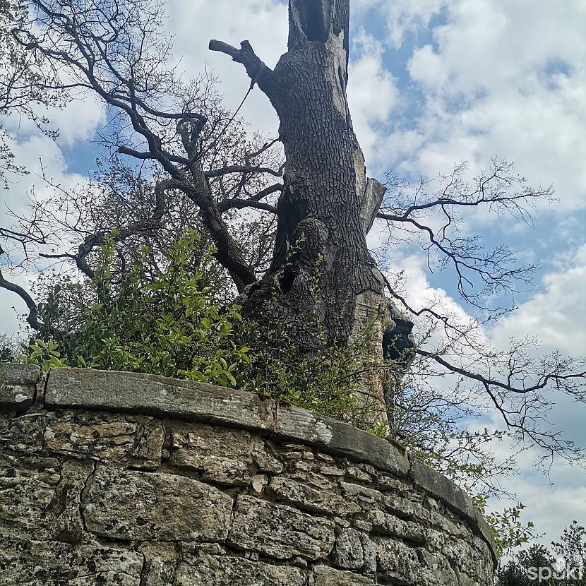 Šitas koks  tādu spēku parāda... Autors: ĶerCiet Pavasaris Detmoldā