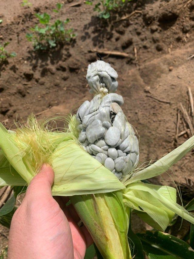 Kas notika ar to kukurūzas... Autors: Zibenzellis69 18 gadījumi, kad cilvēki atrada dīvainus augus un prasīja padomus internetā