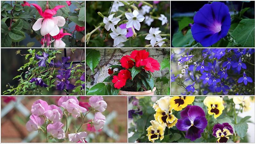 10 puķes ko vērts iestādīt uz... Autors: Zibenzellis69 Padoms no interneta. Balkona puķu tops: kur novietot, kad zied, kā kopt?