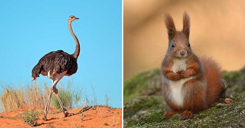 Tests: Vai šis dzīvnieks dēj olas? - Spoki