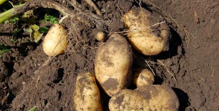 Sagatavoscaronana... Autors: Zibenzellis69 Kā no viena krūma iegūt līdz pat 15 kg kartupeļu: pieredzējušu audzētā padoms