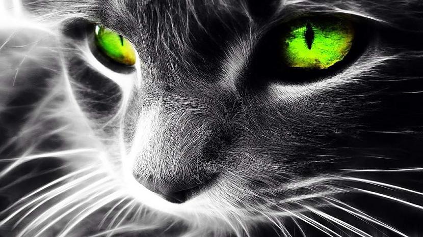 Ļauni gari un spokiKad kaķis... Autors: Zibenzellis69 Kā kaķis aizsargā tevi un tavu mājokli pret negatīvu enerģiju un pat spokiem