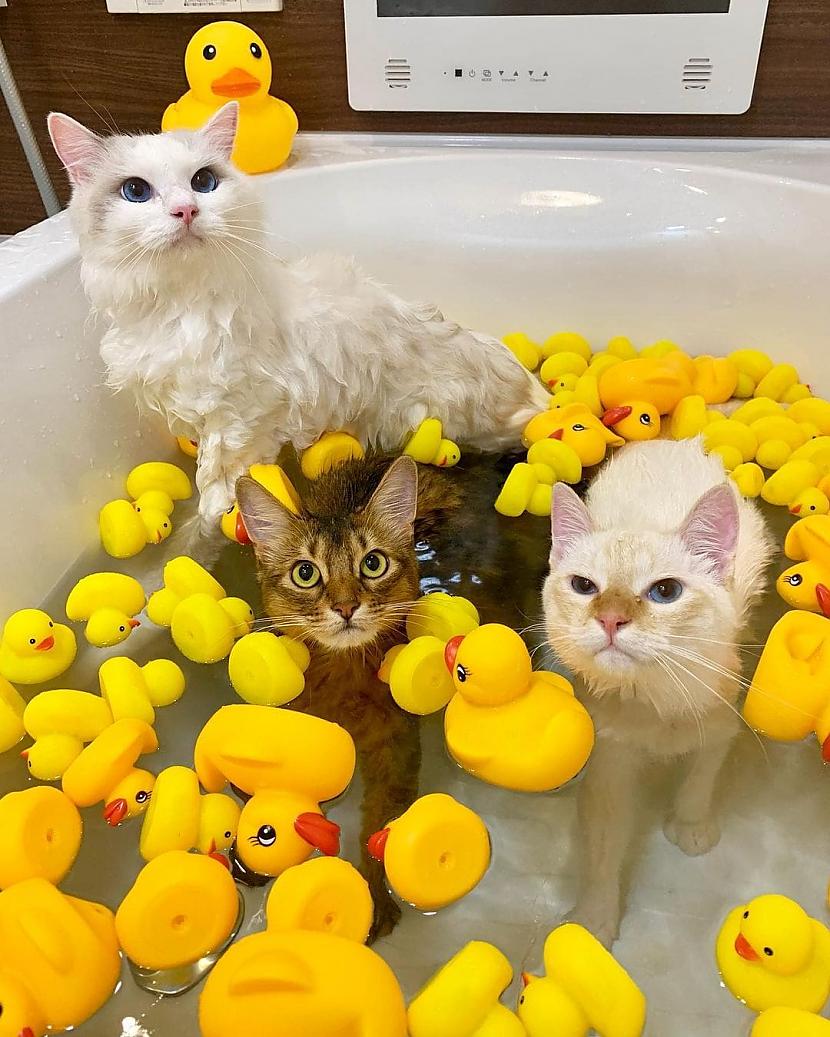 Un te jau vesela kompānija ir... Autors: Zibenzellis69 17 kaķi, kuri pēkšņi ''salūza'' un iemīlēja ūdens procedūras