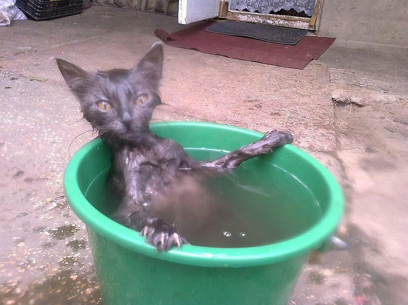 Mājas džakuziLielākā daļa kaķu... Autors: Zibenzellis69 17 kaķi, kuri pēkšņi ''salūza'' un iemīlēja ūdens procedūras