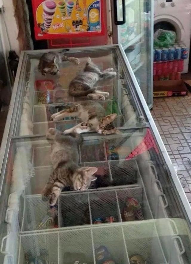 Ārā ir ļoti karsts tāpēc... Autors: Zibenzellis69 25 smieklīgas situācijas, kad kaķi atrasti tur, kur tie nemaz nebija gaidīti
