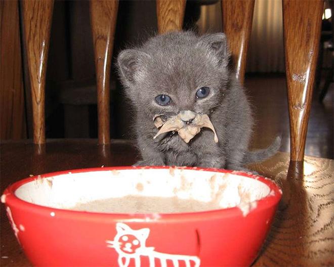  Autors: Zibenzellis69 Varbūt neticēsi, bet daži kaķi ir ārkārtīgi nekārtīgi ēdāji - ienāc apskaties