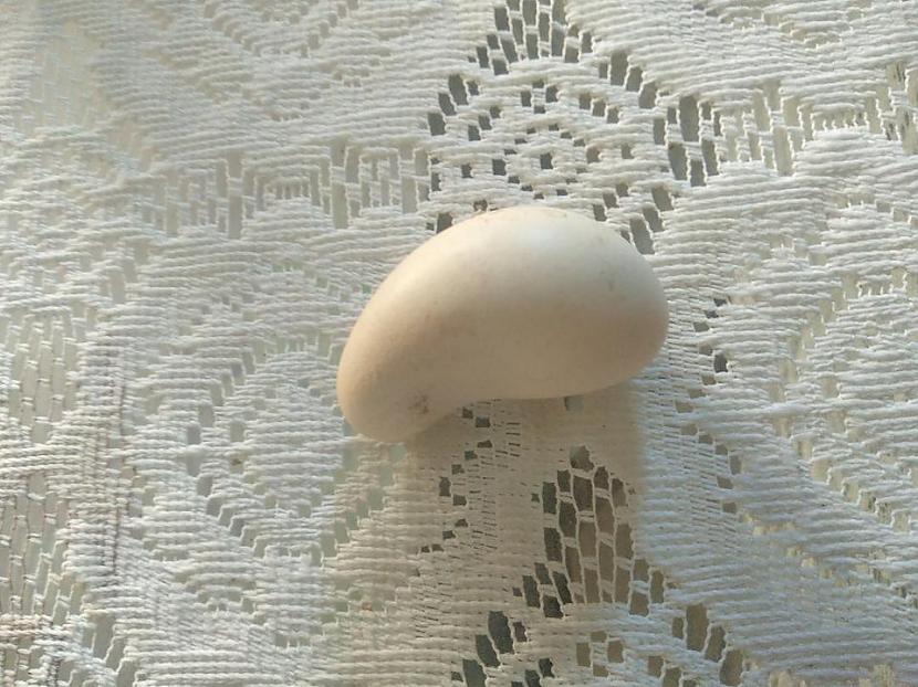 Izliektas formas ola Autors: Zibenzellis69 Šīs fotogrāfijas pierāda, cik pārsteidzoši neparastas  var būt pat vistu olas