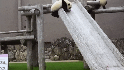  Autors: Zibenzellis69 Ir iemesls, kāpēc pandas ir apdraudētas (Neveiklie pandu kritieni)