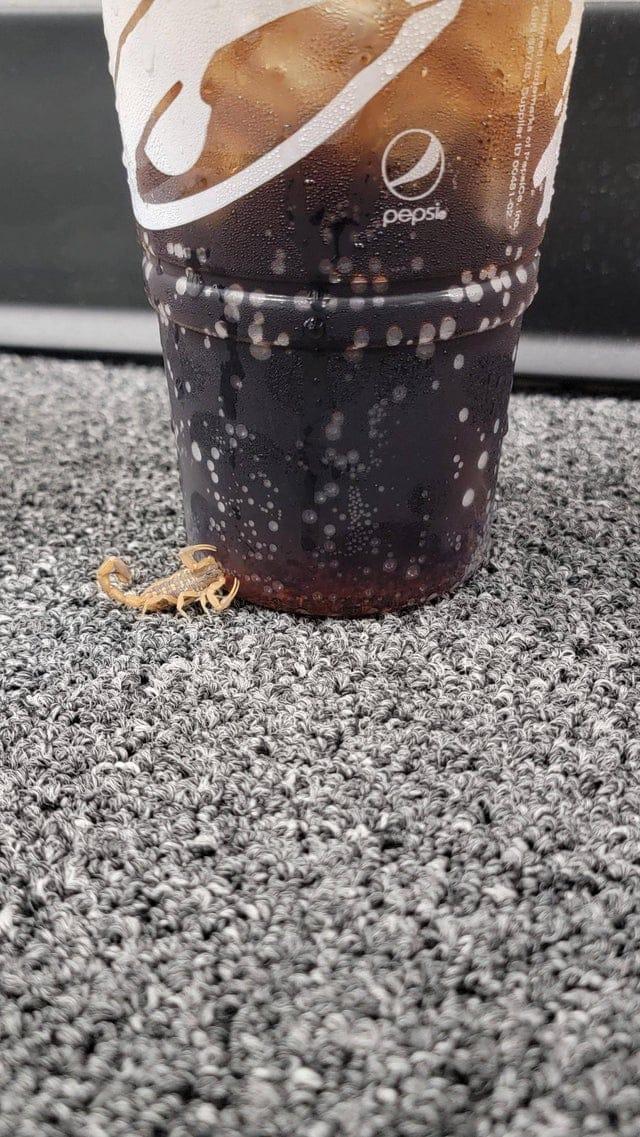 Skorpions dzer kondensātu no... Autors: Zibenzellis69 20 pārsteidzoši sīkumi, ko vērīgi cilvēki ieraudzīja lietās, dabā un citur vidē