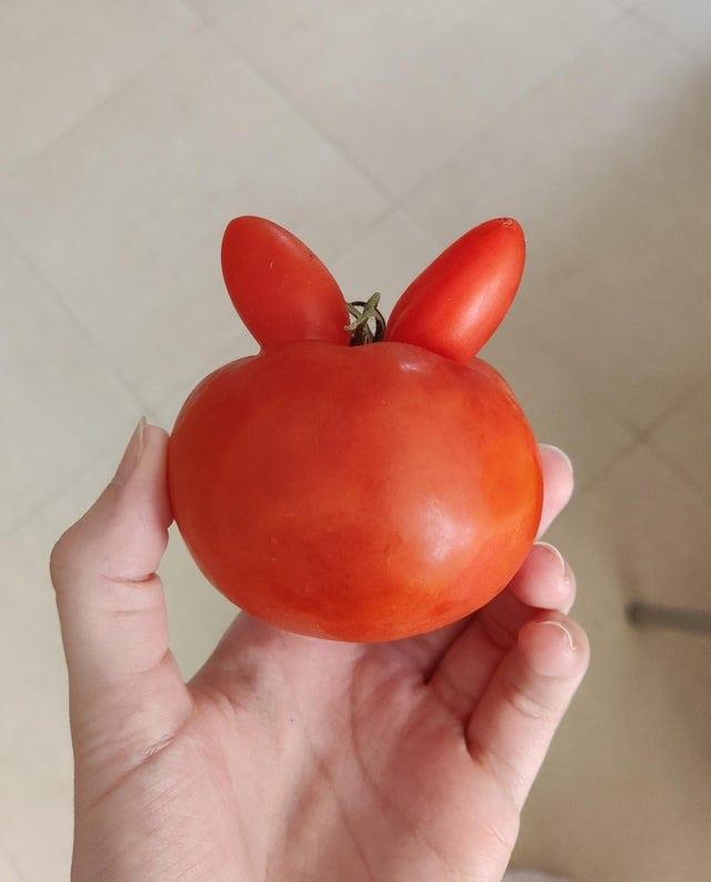 Interesants tomāts ar ausīm Autors: Zibenzellis69 20 pārsteidzoši sīkumi, ko vērīgi cilvēki ieraudzīja lietās, dabā un citur vidē