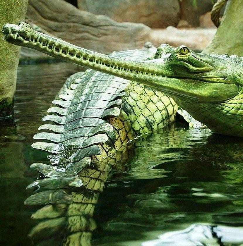 Gaviāls  krokodils ar ļoti... Autors: Zibenzellis69 18 neparasti rāpuļi, kas pierāda,šīs fantastiskas radības dzīvo uz mūsu planētas