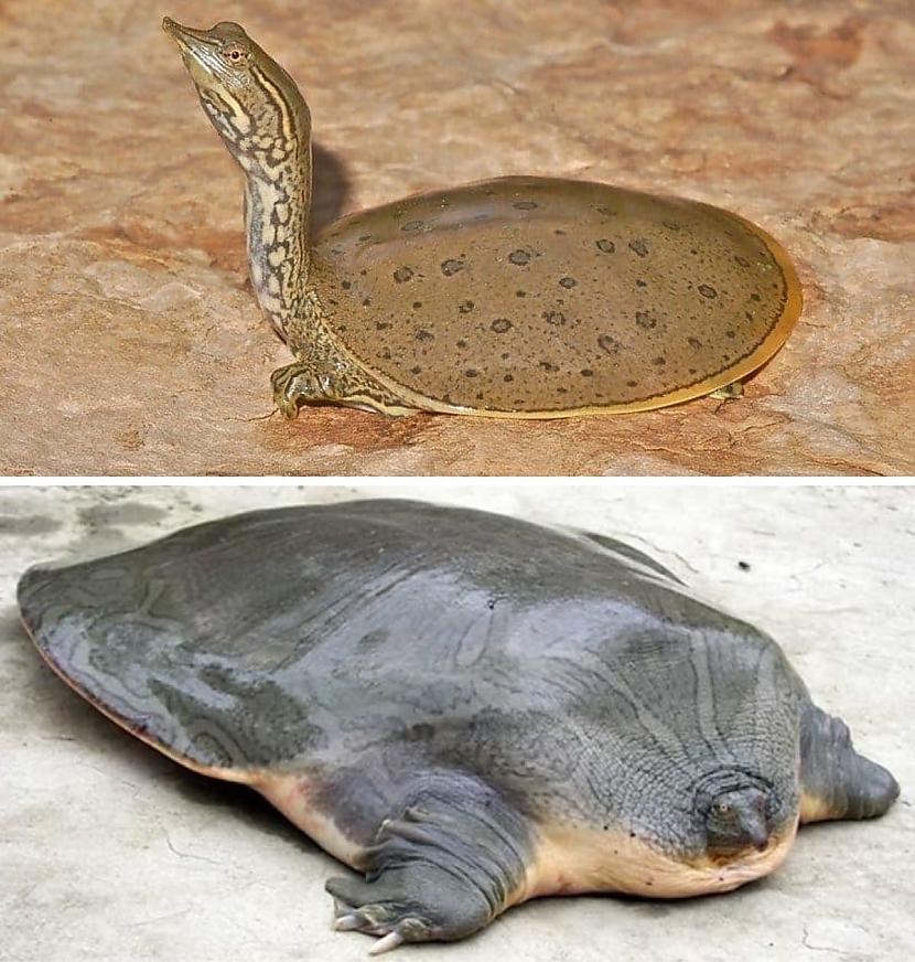 Softshell bruņurupuči... Autors: Zibenzellis69 18 neparasti rāpuļi, kas pierāda,šīs fantastiskas radības dzīvo uz mūsu planētas