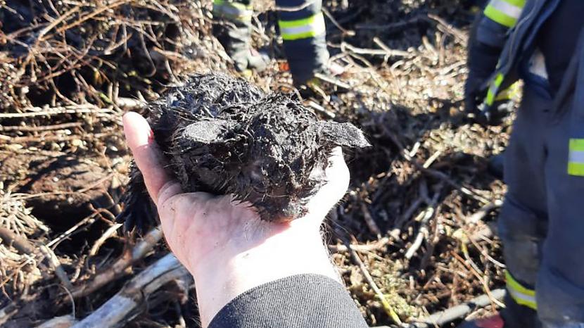 Pirmajam pārsteigumam... Autors: matilde Ugunsdzēsēji dod mājas kaķēnam, kuru Ventspils pusē izglāba no ugunsgrēka