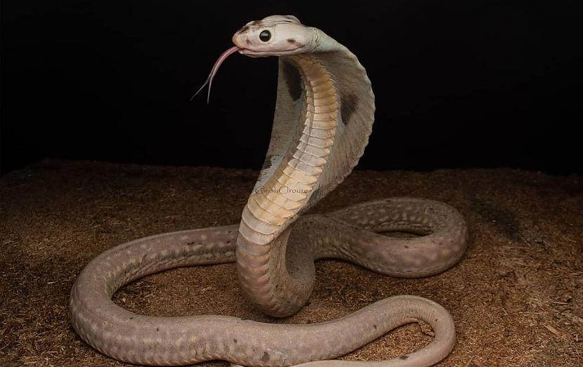 Kobra bez zvīņāmTas ir... Autors: Zibenzellis69 14 mutāciju piemēri, kas padarīja to īpašniekus vēl unikālākus