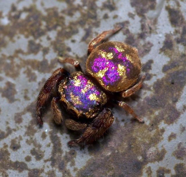 Violeti zeltainais zirneklis Autors: Zibenzellis69 16 pierādījumi tam, ka dažu dzīvnieku izskatu radījusi daba ar īpašu iedvesmu