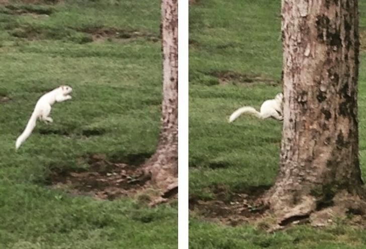 Kāpēc baltas vāveres ir tik... Autors: Lestets 16 reizes, kad pasaule padalījās ar jautriem un dīvainiem mirkļiem