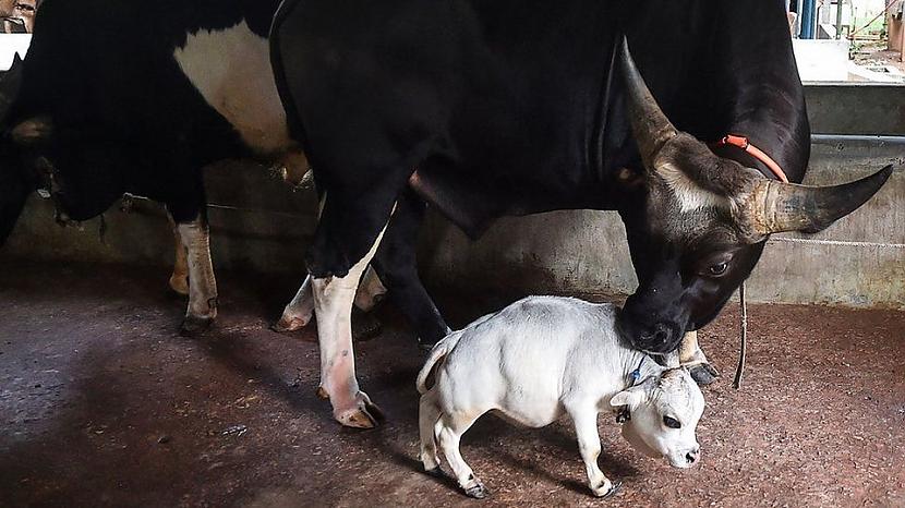 Mazākā govs Rani ir tikai 508... Autors: Zibenzellis69 13 Ginesa pasaules rekordi, kas liks ticēt neiespējamajam