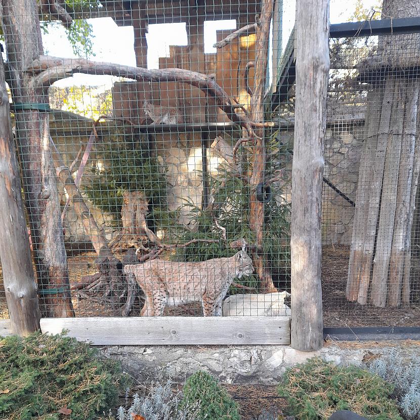 Lūšu mītne Autors: Drakonvīrs Rīgas Zoodārzā 17. oktobrī