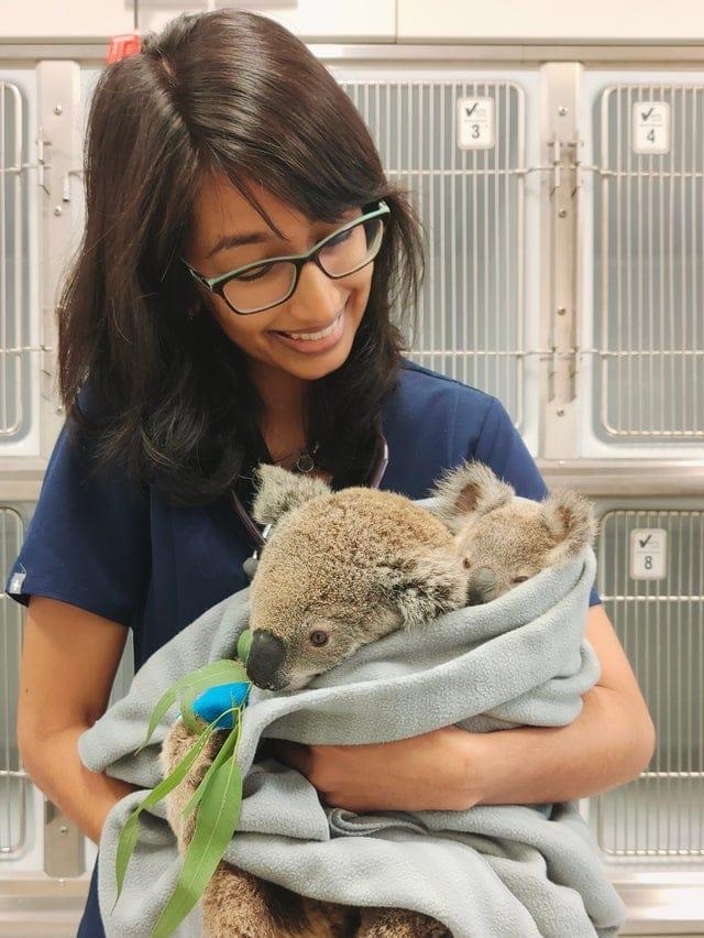 Mātes koalas... Autors: Zibenzellis69 17 fotogrāfijas, kas parāda, ka būt par veterinārārstu diezgan jautra profesija