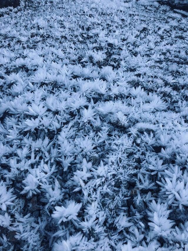 Leduspuķes parādās uz plānas... Autors: Zibenzellis69 18 fotogrāfijas, kas pierāda, ka dabā vienmēr var būt kaut kas pārsteidzošs