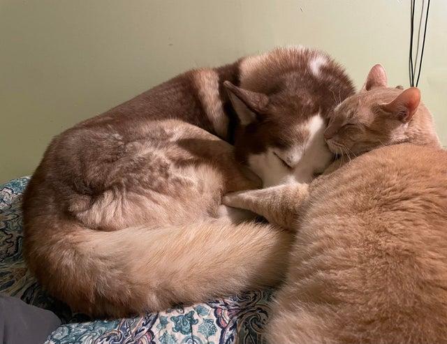 Scaronis kaķis un haskijs ir... Autors: Zibenzellis69 20 gadījumi, kad dzīvnieki labus atrada draugus, kas viņiem nemaz nav līdzīgi
