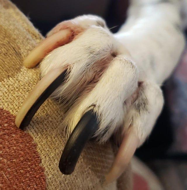Mana suņa nags ir pa pusei... Autors: Zibenzellis69 15 pārsteidzoši mājdzīvnieki, kuru izskats ir tik neparasts un apbrīnojams