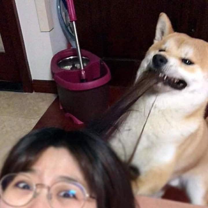 Mēģinu uzņemt selfiju ar suni Autors: Zibenzellis69 Smieklīgas situācijas, kad cilvēki mēģināja uzņemt selfiju, bet notika lūk kas!