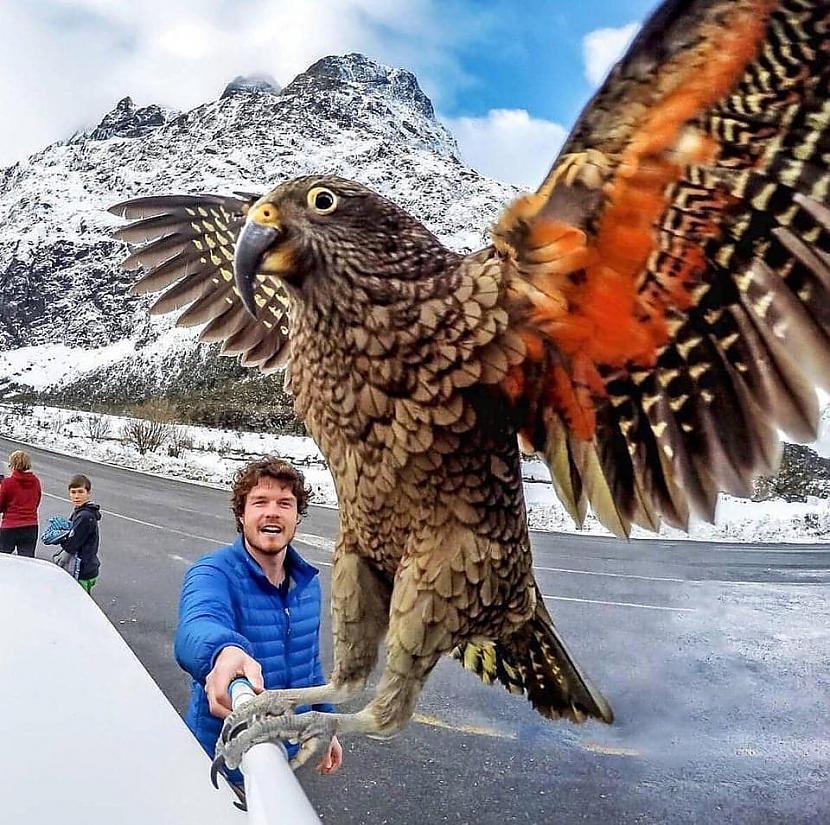 Jaunzēlandes kalnu papagailis... Autors: Zibenzellis69 Smieklīgas situācijas, kad cilvēki mēģināja uzņemt selfiju, bet notika lūk kas!