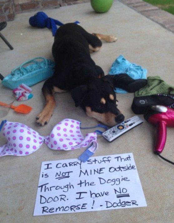 Cauri suņu durtiņām nesu ārā... Autors: The Diāna 20+ smieklīgas reizes, kad saimnieki kaunināja savus dzīvniekus #3