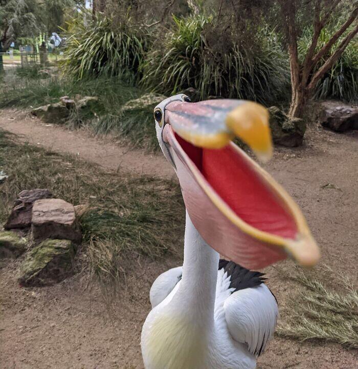Pelikāns priecājas satikt... Autors: Zibenzellis69 Dīvaini, smieklīgi un ekscentriski putni bildēs (35 fotogrāfijas)