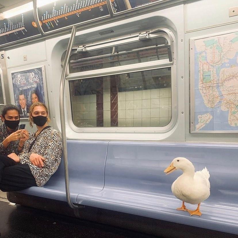 Labdien  Autors: Zibenzellis69 Jautra galerija: Metro var satik  ļoti dīvainus un smieklīgus ceļa biedrus