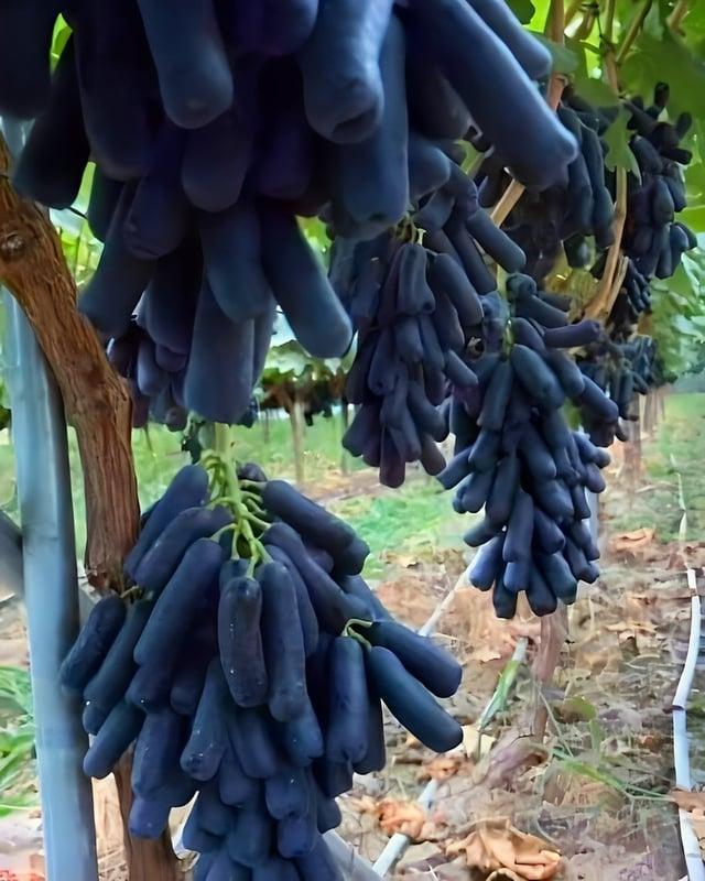 Vīnogu scaronķirne Avatar... Autors: Zibenzellis69 Dārzeņi un augļi, kas mūs pārsteidz, lai gan domājām, ka zinām par tiem visu