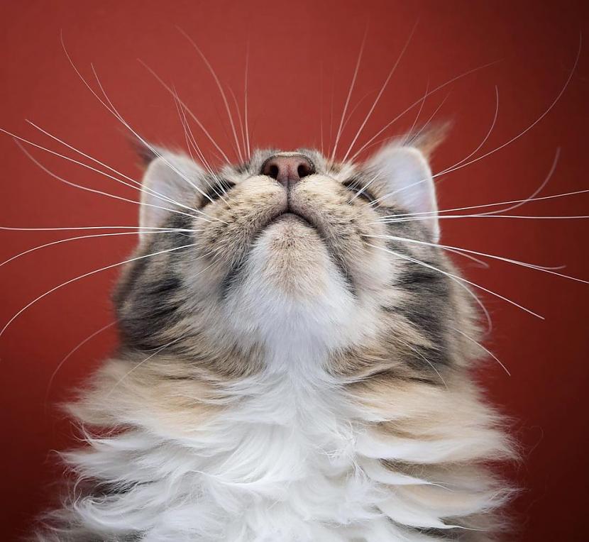  Autors: Zibenzellis69 Brīnišķīga gelerija: Katogrāfs Nils Jacobi iemūžina interesantus kaķu portretus
