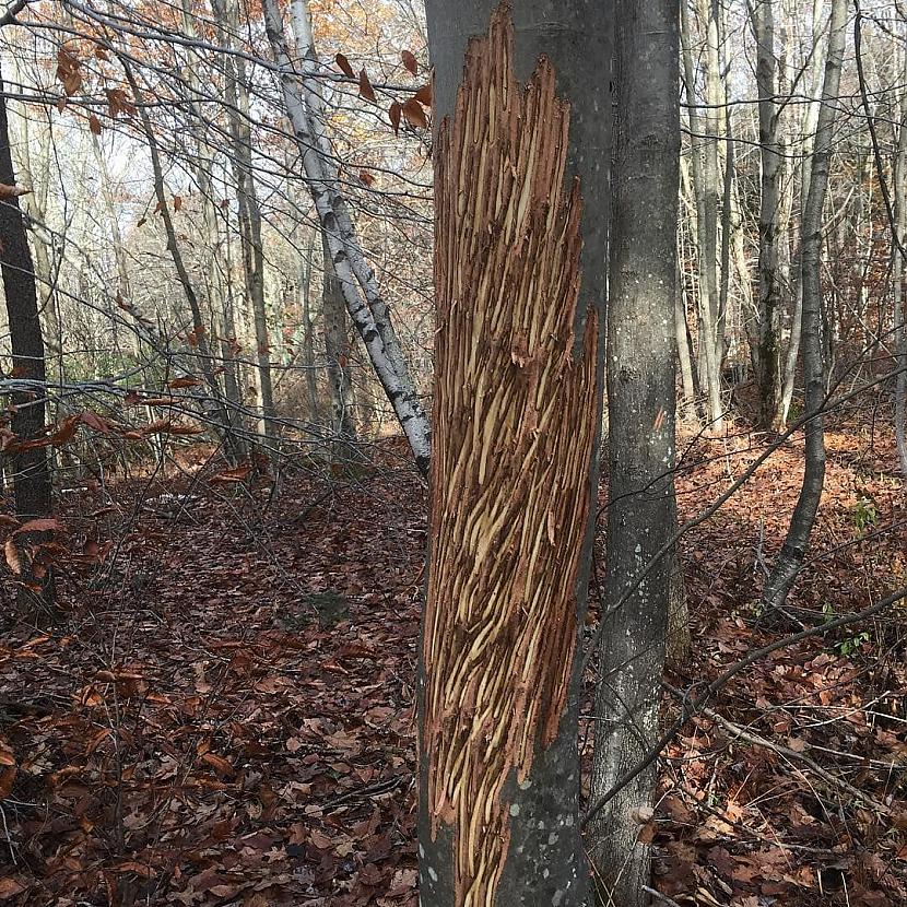 Raksts uz koka ko atstājis... Autors: Zibenzellis69 16 noslēpumainas lietas, kas atklātas nevainīgās pastaigās pa mežu