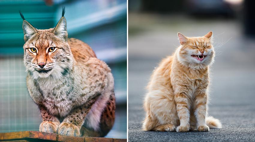 Tests: Vai tu vari atšķirt kaķi no lūša?