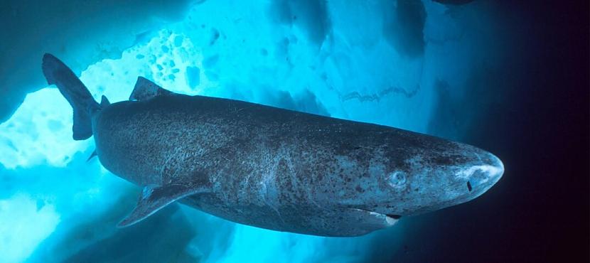 Grenlandes polārhaizivs un... Autors: Zibenzellis69 Mātes dabas noslēpumi ilgmūžībai: 15 neticamākie ilgmūžības piemēri