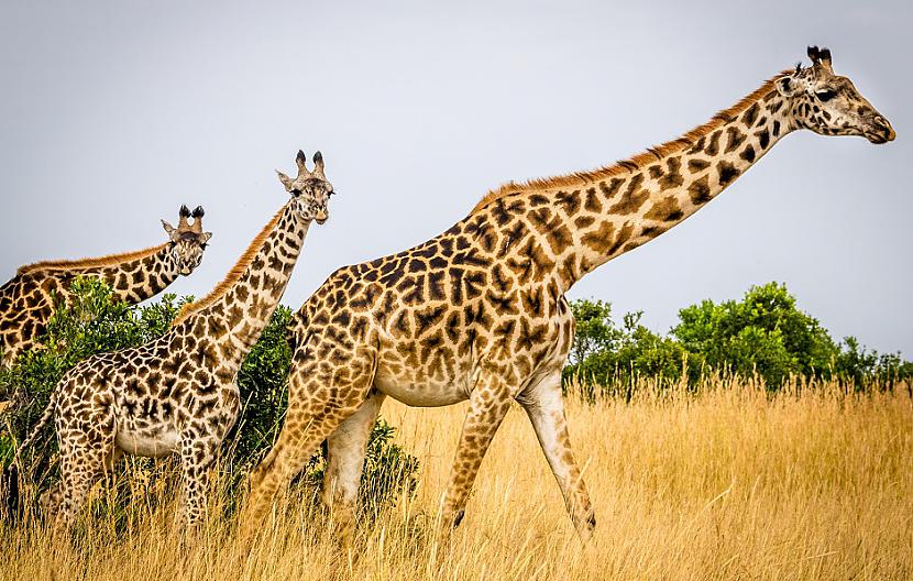 Žirafēm ir ļoti grūti palikt... Autors: Lestets 15 interesanti fakti par dzīvniekiem, kas tevi var pārsteigt
