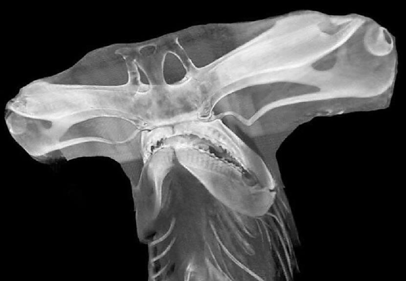 Tā izskatās āmurzivs... Autors: Lestets 15 interesanti fakti par dzīvniekiem, kas tevi var pārsteigt