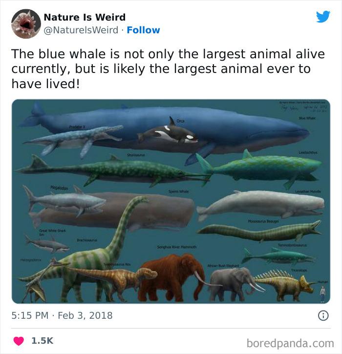 Zilais valis ir ne tikai... Autors: slepkavnieciskais 20 interesanti fakt un attēli kas pierāda ka daba ir dīvaina.