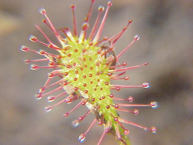 Plēsīgs gaļēdāju zieds Tās... Autors: Zibenzellis69 10 neticami augi, kas pierādīs, ka dabai joprojām ir ar ko pārsteigt cilvēkus