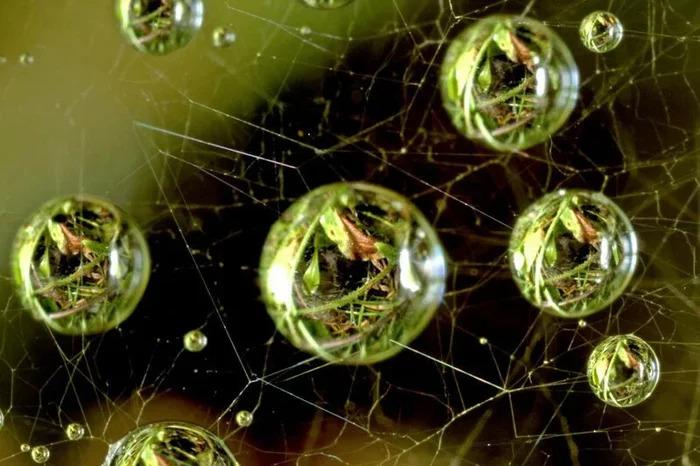 Rasa uz zirnekļtīkla Autors: Zibenzellis69 Objekti, kurus cilvēki nolēma izpētīt mikroskopā un atklāja pārsteidzošu pasauli