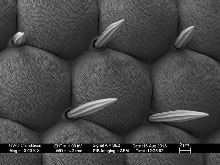 Muscaronas acs Autors: Zibenzellis69 Objekti, kurus cilvēki nolēma izpētīt mikroskopā un atklāja pārsteidzošu pasauli