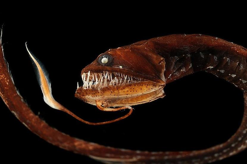 Pūķa zivs var viegli darboties... Autors: Zibenzellis69 Nedaudz baisi: dzīvnieki,kuriem ir visdīvainākie, bīstamāki un šokējošākie zobi.
