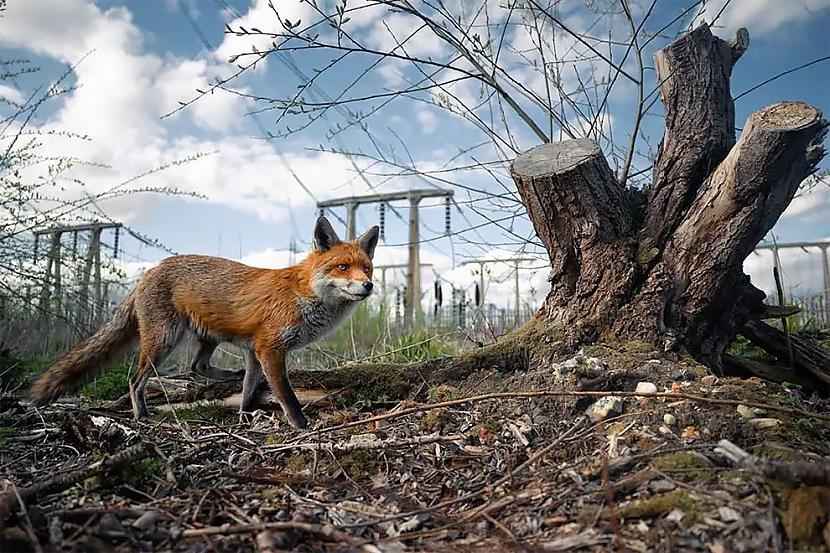 Fotogrāfijā ir attēlota... Autors: Zibenzellis69 Britu Wildlife Photography Awards 2023 — iespaidīgas uzvarējušās fotogrāfijas