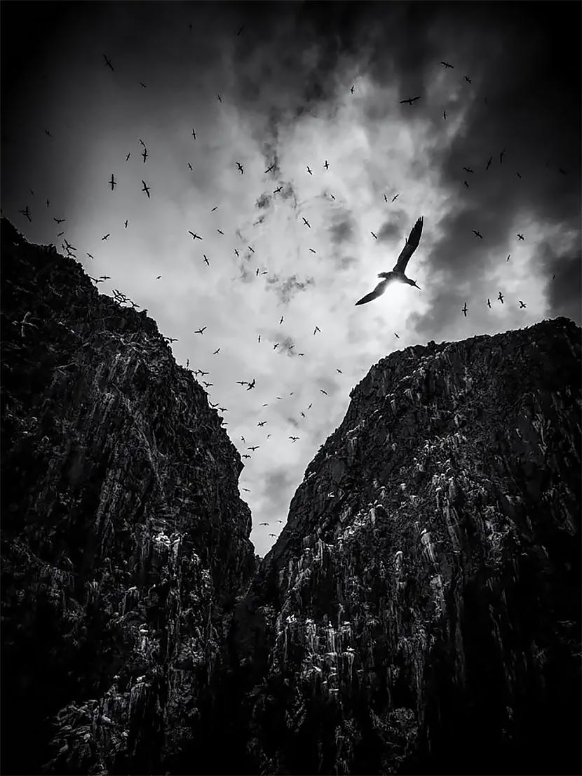 Melnbalts Otrā vieta ndash... Autors: Zibenzellis69 Britu Wildlife Photography Awards 2023 — iespaidīgas uzvarējušās fotogrāfijas