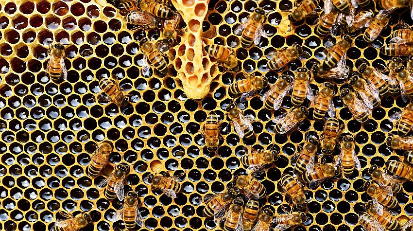 Tests: Cik daudz tu zini par bitēm?