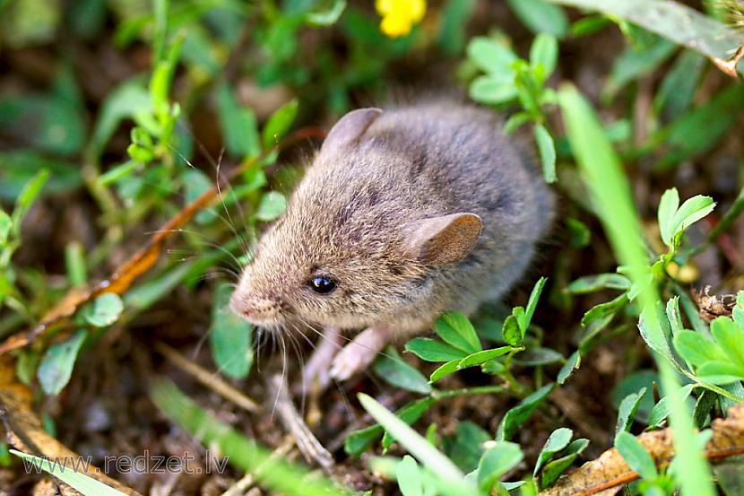 Kā atbrīvoties no pelēm sakņu... Autors: Zibenzellis69 Viegli un bez upuriem. Ko iestādīt, lai peles pašas muktu no dārza?