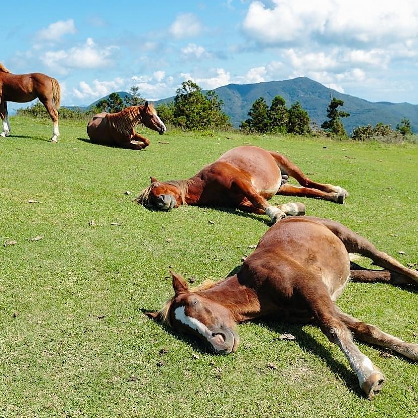 Zirgi atpūscaronas pļavāJa... Autors: Zibenzellis69 Vai tu vari iedomāties, bet varbūt pat zini kā guļ dažādi dzīvnieki, nāc skaties
